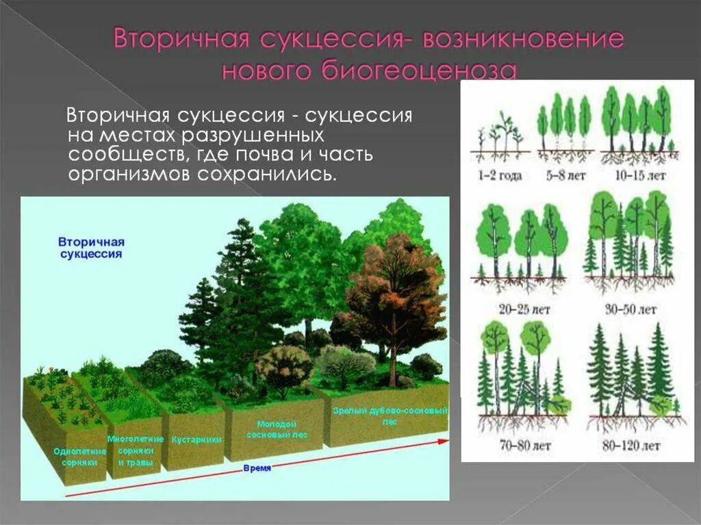 Деградация растительных сообществ. Экологическая сукцессия первичная сукцессия вторичная сукцессия. Фазы экологической сукцессии. Сукцессия смешанного леса. Вторичная экологическая сукцессия.