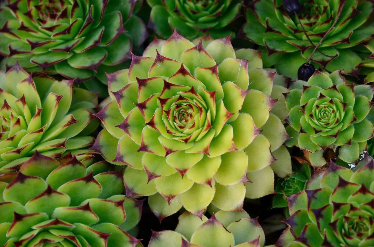 Молодило выращивание. Молодило (Sempervivum). Каменный цветок молодило. Семпервивум молодило. Молодило заячья капуста.