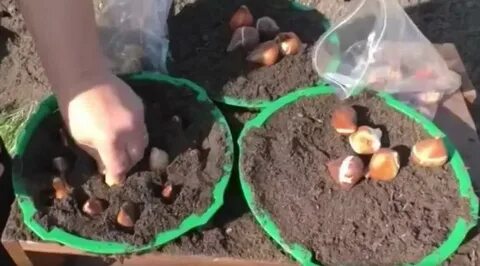 Луковицы тюльпанов для посадки