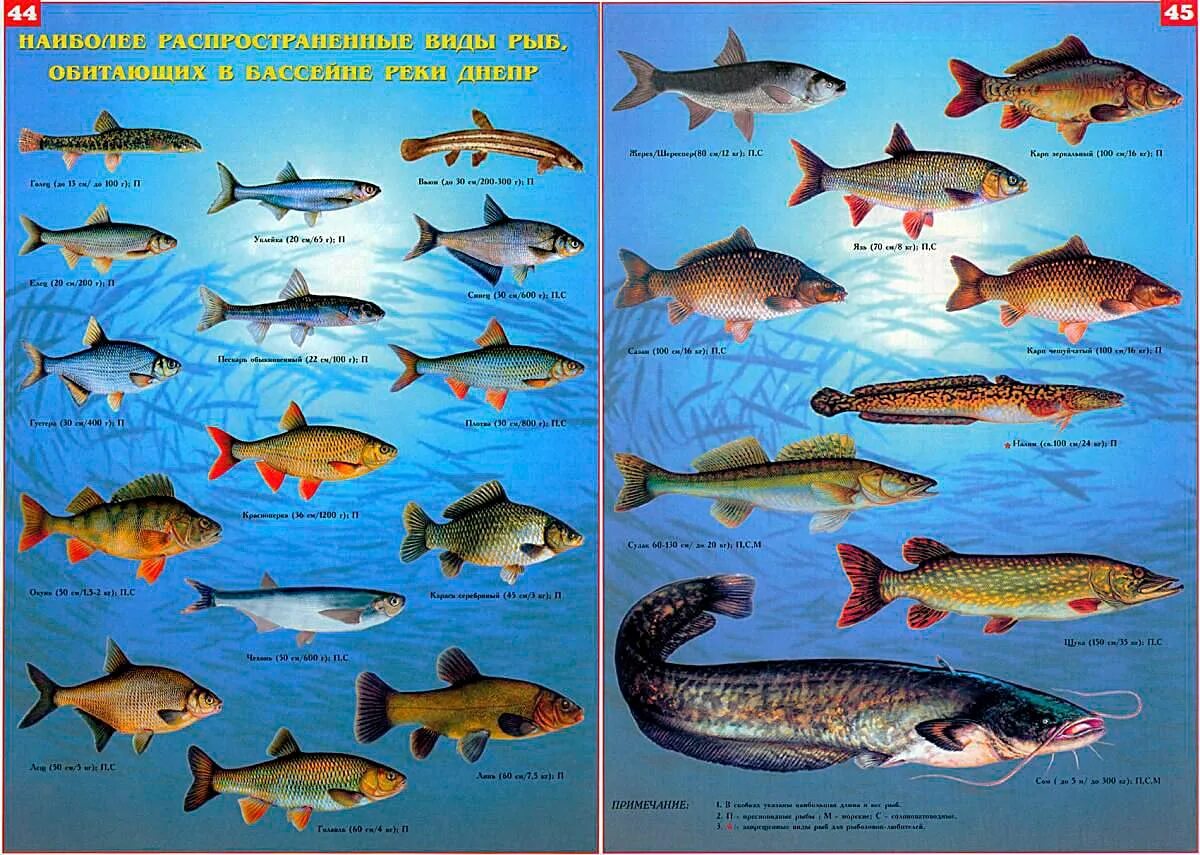 Какие рыбы водятся в море. Виды рыб. Речные и морские рыбы. Речные рыбы названия. Виды речных рыб.
