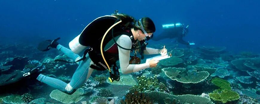 Океанология профессия. Океанолог. Морской биолог профессия. Океанограф жак ив кусто. Океан биолог.