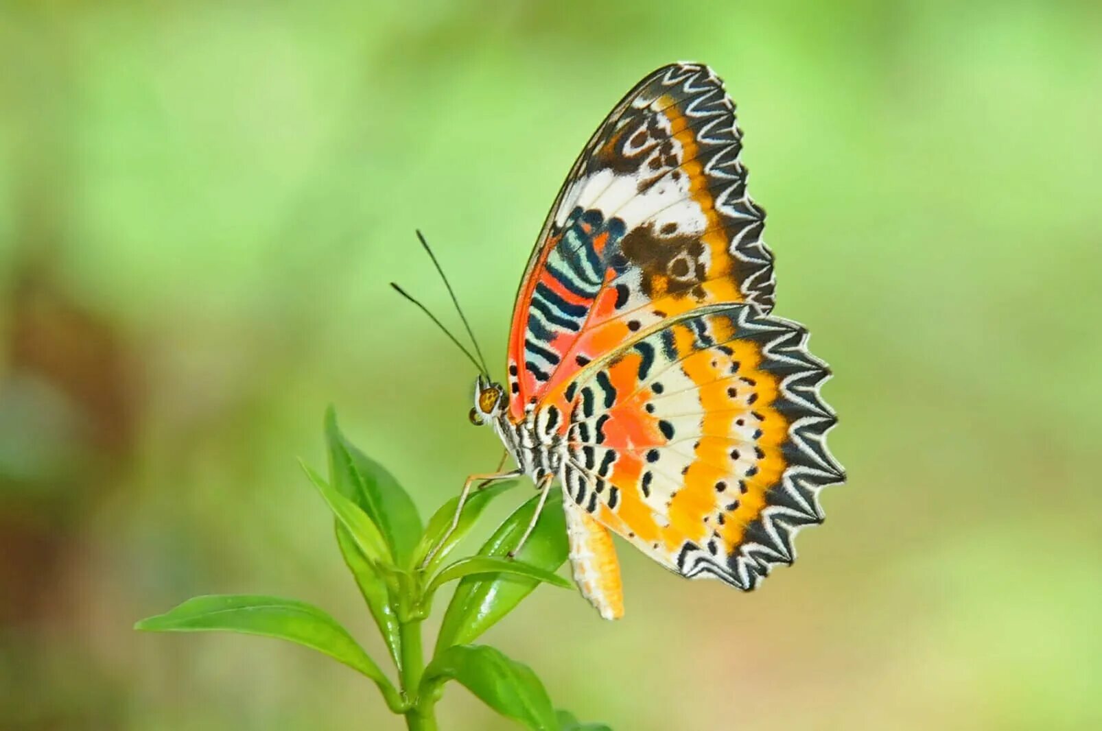 Butterfly does. Бабочки тайланда. насекомые тайланда. бабочки московского зоопарка фото. butterfly species.