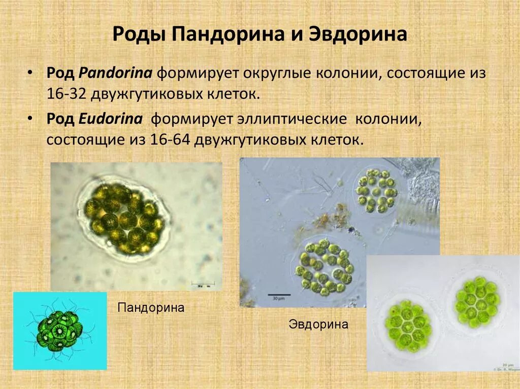 Является колониальной водорослью. Эвдорина Пандорина. Эвдорина водоросль. Эвдорина водоросль колониальная водоросль. Колониальные организмы Пандорина.