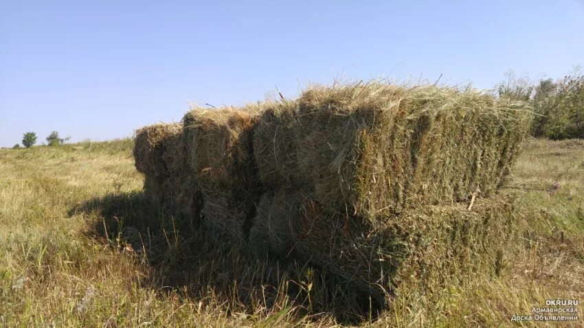 Межкотара в тюках. Сено. Животные попавшие в рулон сена. Большие тюки. Сено в тюках.