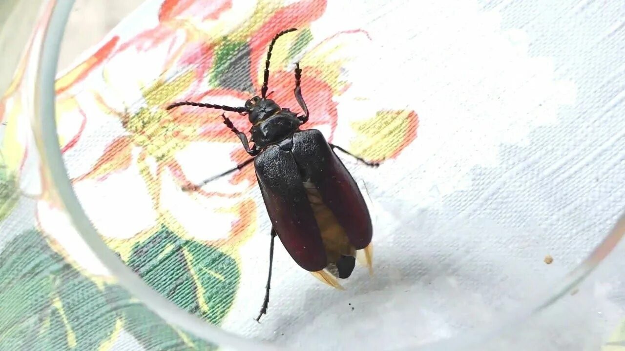 Жуки в июне. Большой мучной хрущак. Летающие жуки летом. Летающие жуки летом. Майский жук приморский край.