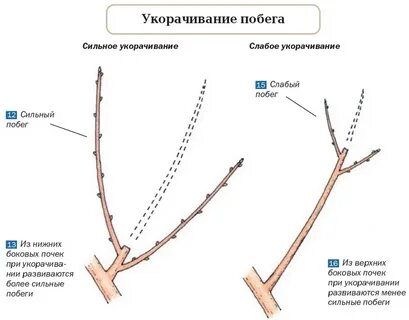 Обрезка побегов