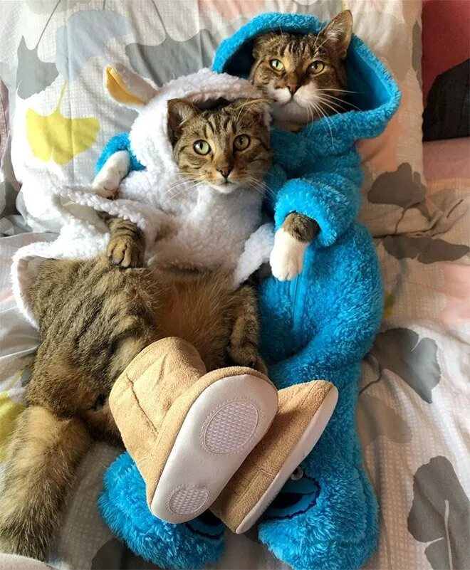 Доброе утро коты приколы. Позитивные коты. веселые утренние коты. забавные коты утро. смешной кот утром.