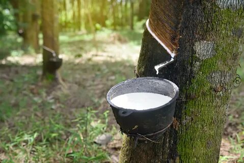 Латекс гевеи