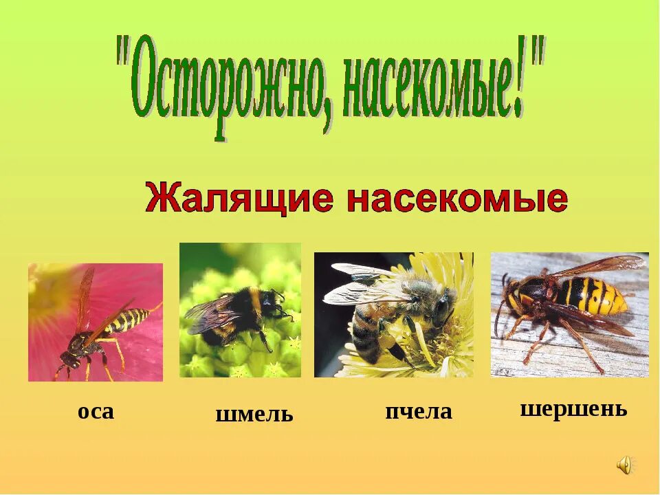 Вредные насекомые для дошкольников. Жалящие насекомые для дошкольников. Насекомые для дошкольников. Насекомые летом для дошкольников. Вредные насекомые для детей.