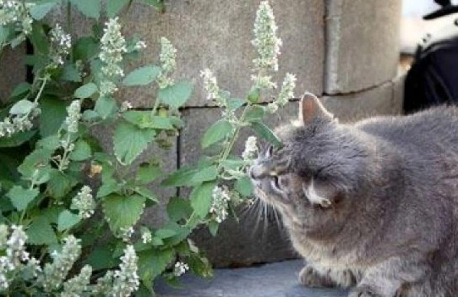 Как дать коту кошачью мяту