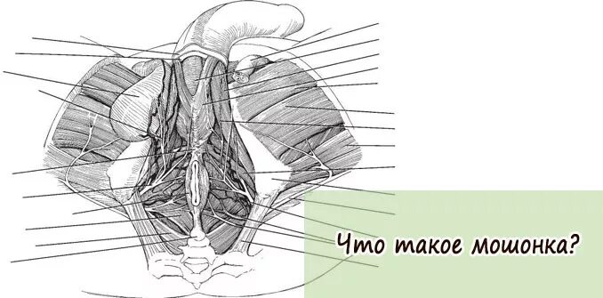 Между заднем проходом и яичками