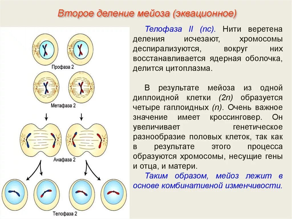 Второе деление мейоза схема фаз. Фазы мейоза хромосомы. Деление клетки мейоз анафаза 2. Мейоз 2 набор хромосом. Стадии мейоза и набор хромосом