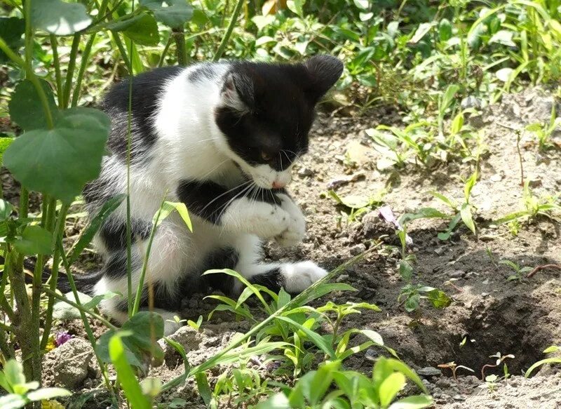 Почему кот копает. Кошка копает. кошка копает землю. кошка закапывает. кошки раскапывают рассаду.