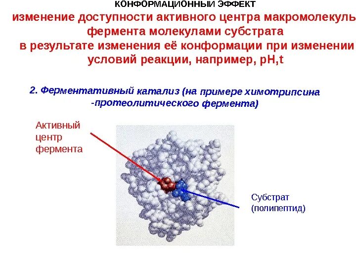 Изменения вызванные ферментами. Роль конформационных изменений фермента при катализе. Роль конформационных изменений фермента и субстрата при катализе. Изменение конформации фермента. Изменение конформации молекулы фермента происходит при.