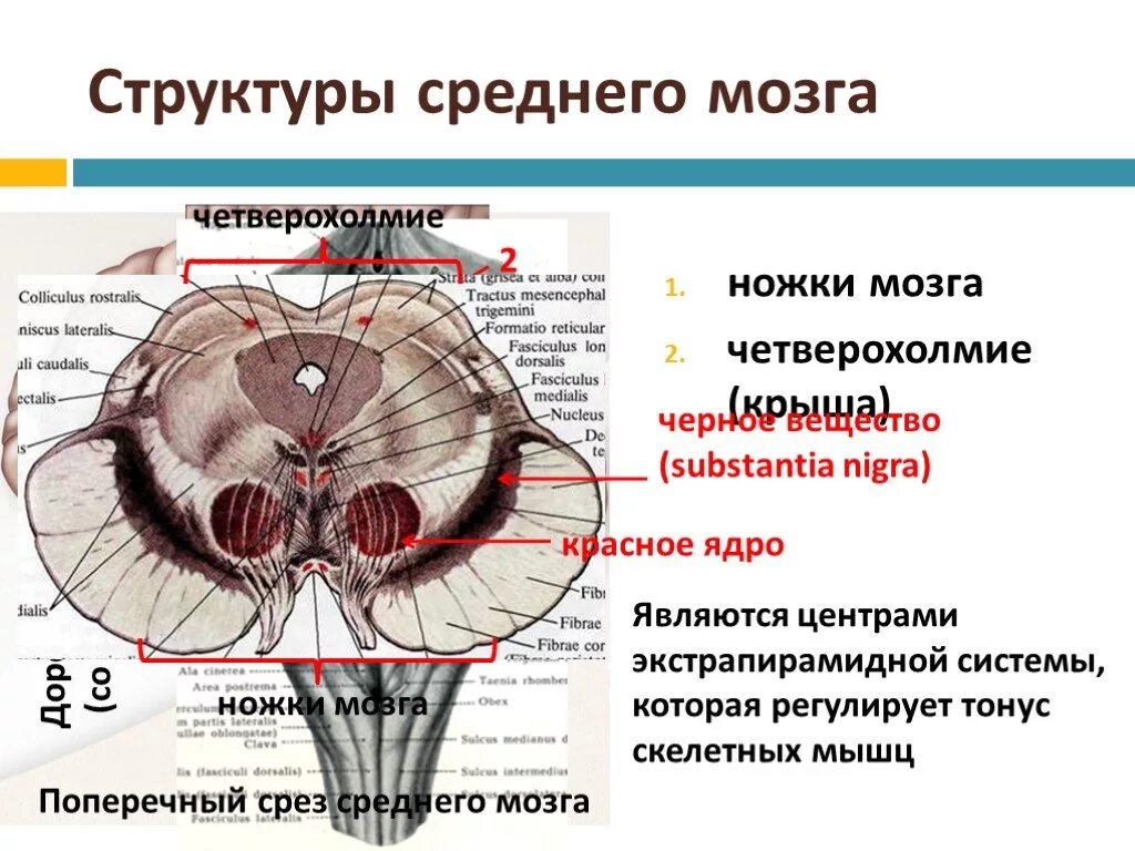 Строение среднего мозга анатомия. Ножки мозга и четверохолмие относится к структурам. Экстрапирамидная система черная субстанция красное ядро. Покрышка среднего мозга анатомия.