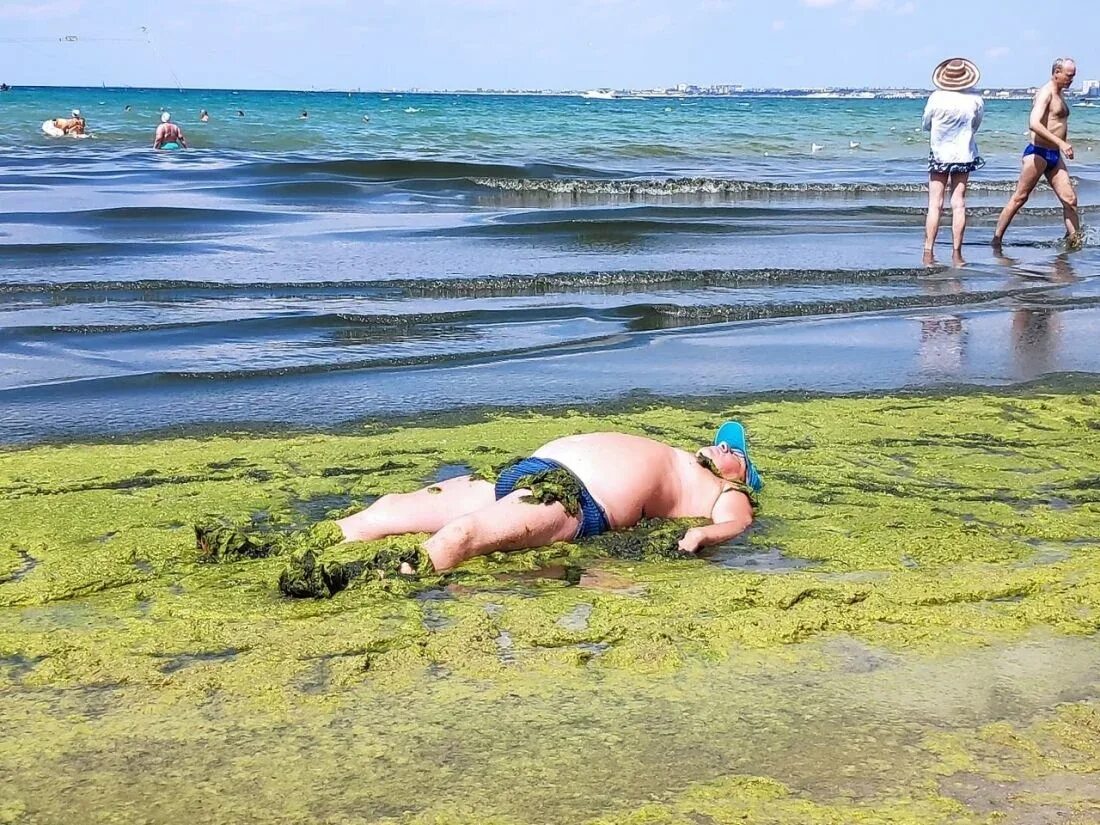 Водоросли в анапе. Камка в Анапе. Анапа море цветет. Анапа море камка. Черное море Анапа цветет водоросли.