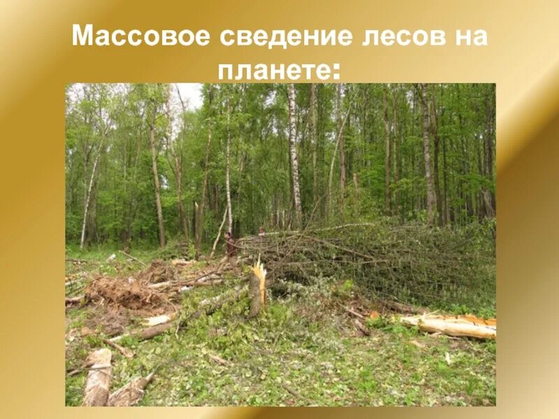 Сведение лесных массивов примеры. Сведение лесов. сведение лесной растительности. деревянный защитник леса. экологические проблемы лесной зоны фото.