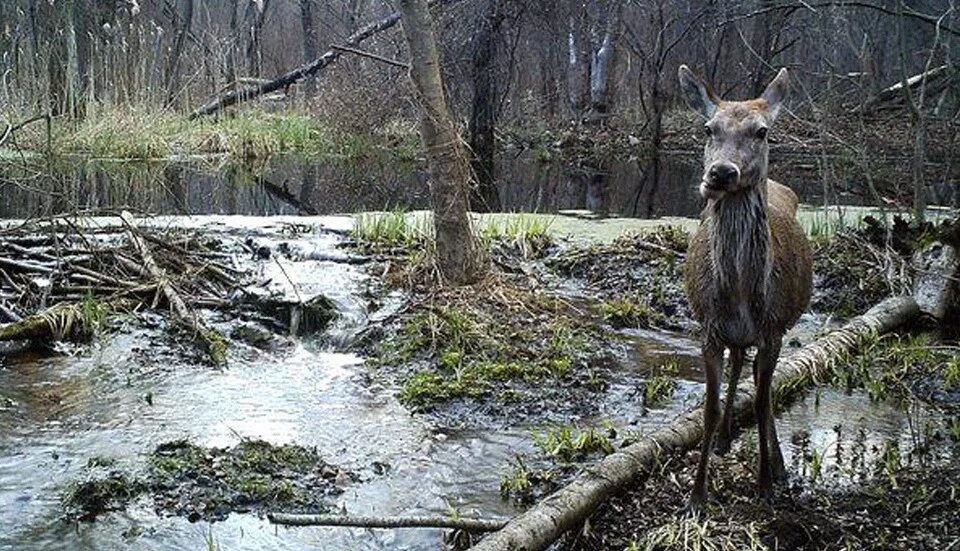 Chernobyl, Prípiat, Ukraine Cool places to visit, Chernobyl, Trip advisor