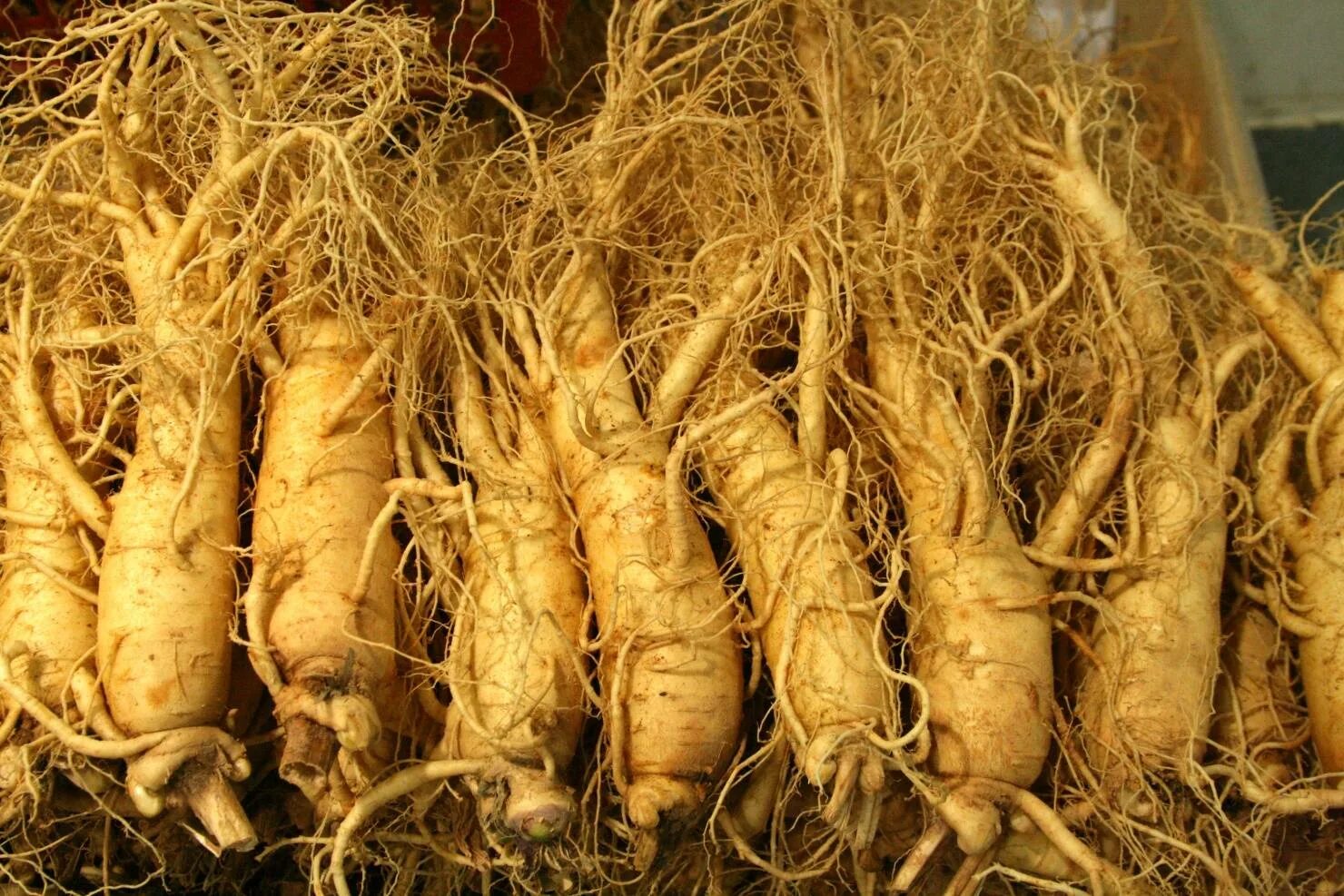 Противопоказания корня
