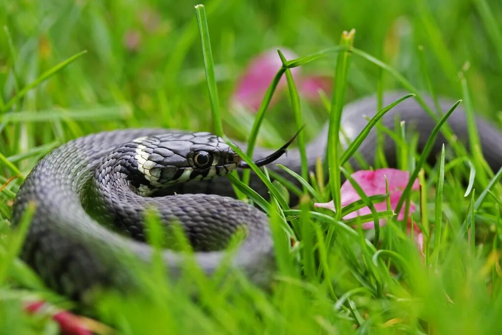 Grass snake. Обыкновенный уж. Уж змея. Ужеобразные. Уж змея информация.