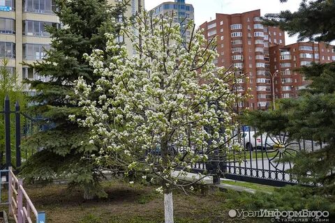Яблоня екатеринбург