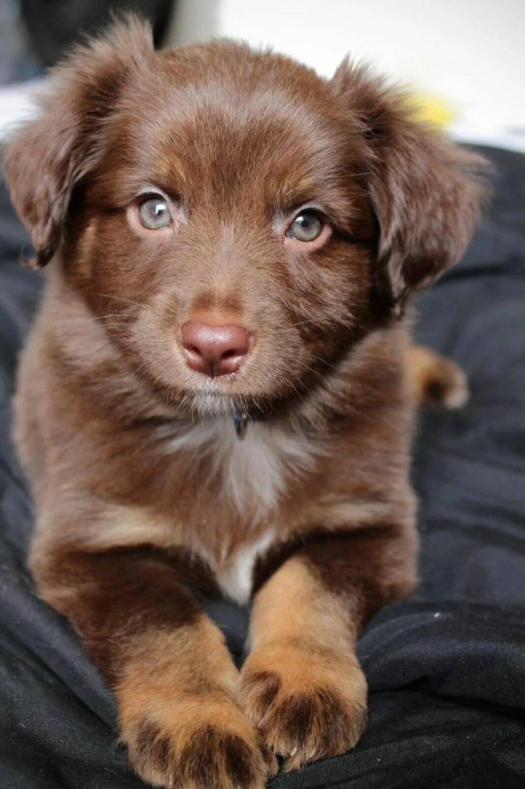 Бордер колли шоколадный. Бордер колли шоколадный. Коикерхондье порода собак. Бордер колли шоколадный щенок. Лабрадор щенок коричневый.