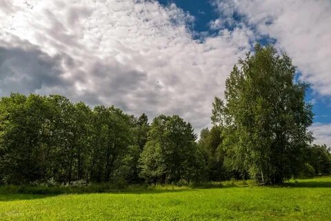 Как то летом на опушке