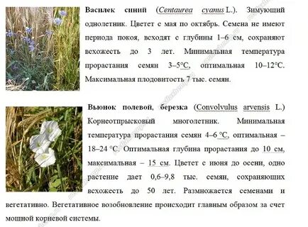 Лен долгунец районы выращивания