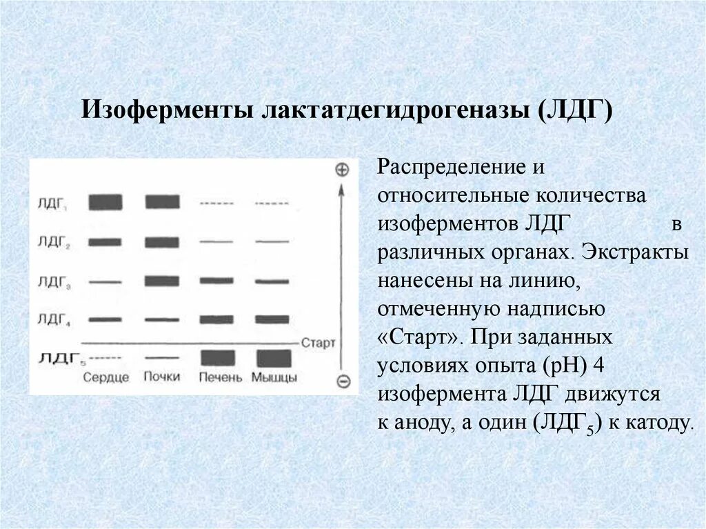 Сыворотка лдг. Строение изоферментов лдг. изоформы лдг биохимия. изоферменты лактатдегидрогеназы (лдг). изоферментный спектр лактатдегидрогеназы.