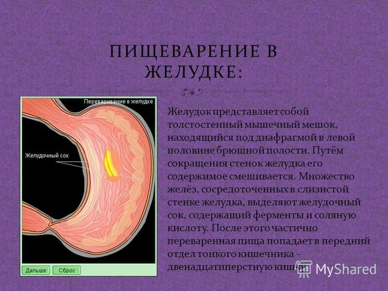 В слизистой оболочке желудка находится множество желез. В слизистой оболочке желудка находится множество желез