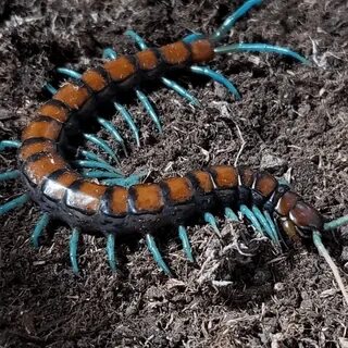 Кольчатая сколопендра