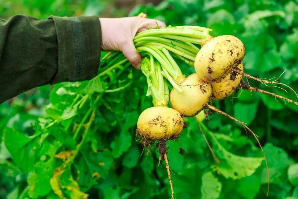 Когда сажать репу. Репа (Brassica Rapa). Репка корнеплод. Репа Голден Болл. Турнепс (Brassica Rapa).