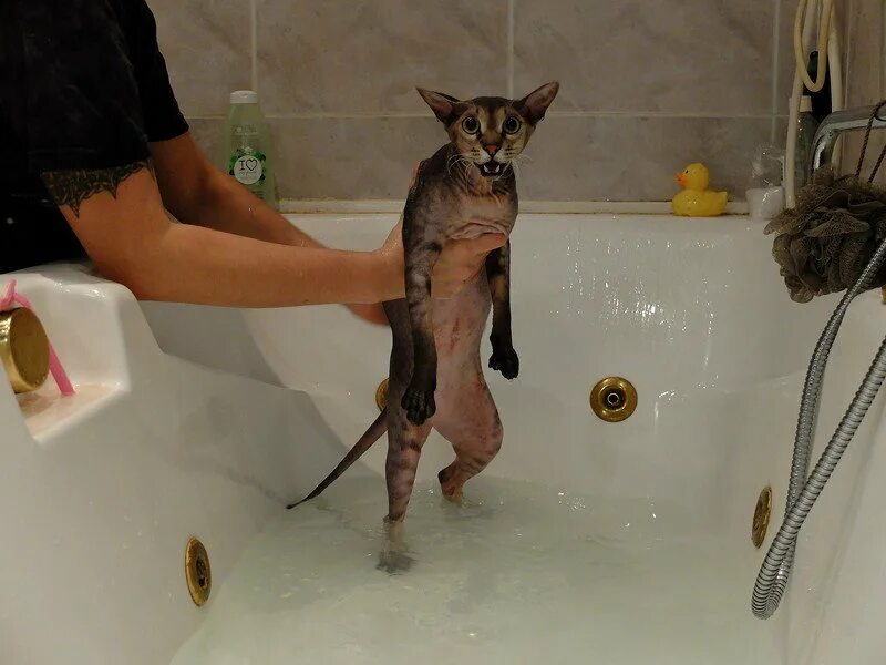 Кота моют в ванне