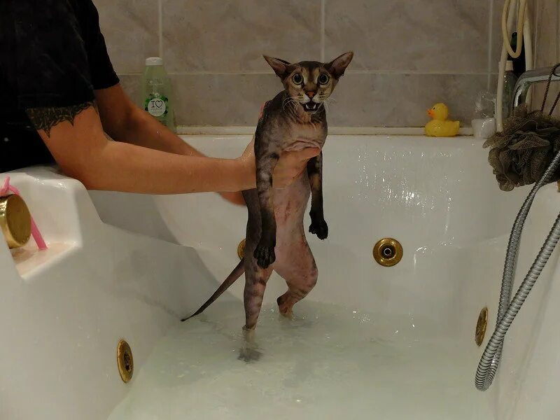 Как мыть кота в ванной. Кот в ванне. купание кошки. кот купается в ванной. мытье кошки.