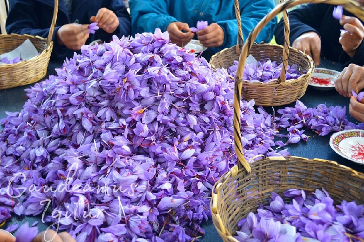 Шафран последнее. Шафран специя крокус. шафран иран. шафран иран поле. шафран шарояна.