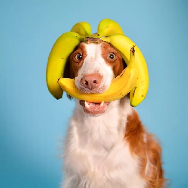 Чихуахуа и банан. Banana dog. Banana dog. Собака с бананом. Собака ест банан.