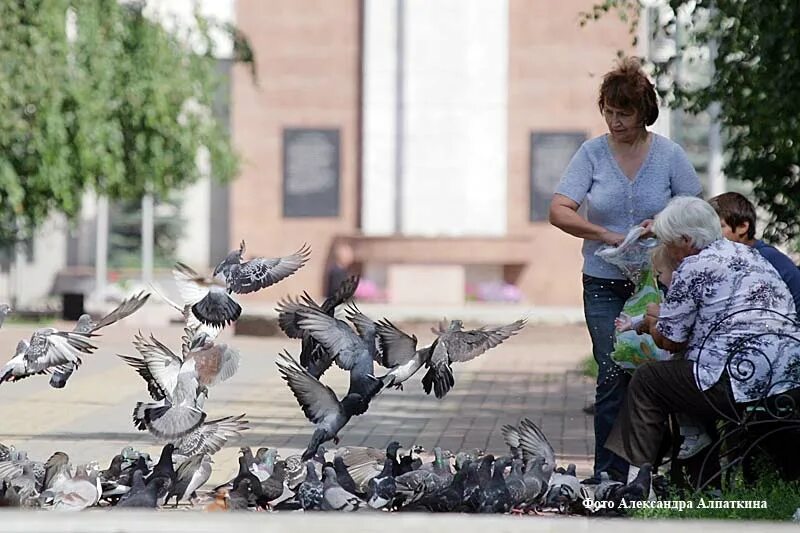 Птицы Кургана городские. Урбофилы птицы. Позову я голубя позову я сизого.