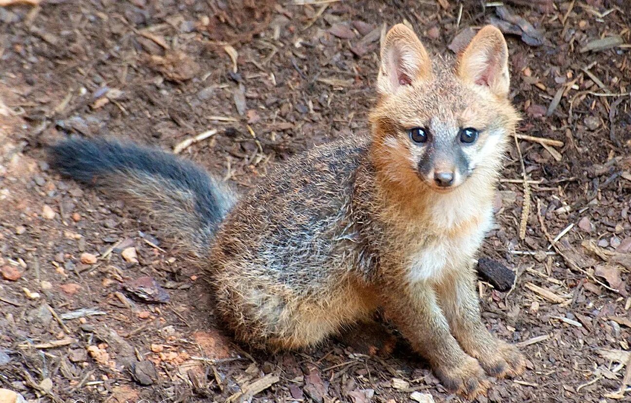 Kit Fox. Экстрадлинная лиса ресурсы. Red Fox Color Mutations. Information about Fox in English. Most fox