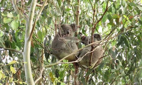 Plant more trees for koala conservation.