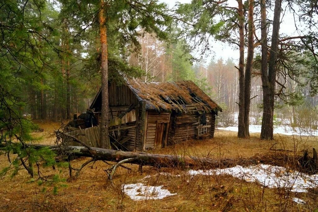 Сосновый лес изба скит Торжок. Домик лесника парк Мещерский. Деревня Мещеры. Мещера, древняя Мещера. Купить дом болото