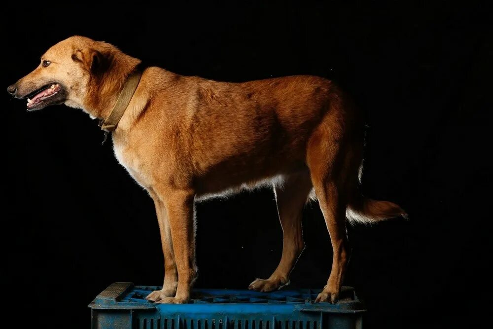 Собаки которые двигаются. Дрессировщик собак. Поза собаки. Собака стоит и не двигается. Собака на белом фоне.