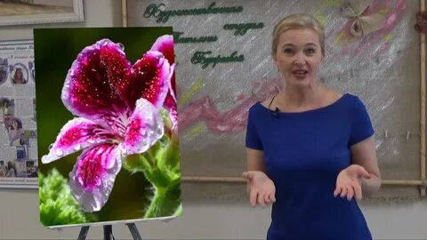 Цветок анонс