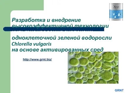 Пигменты зеленых одноклеточных водорослей