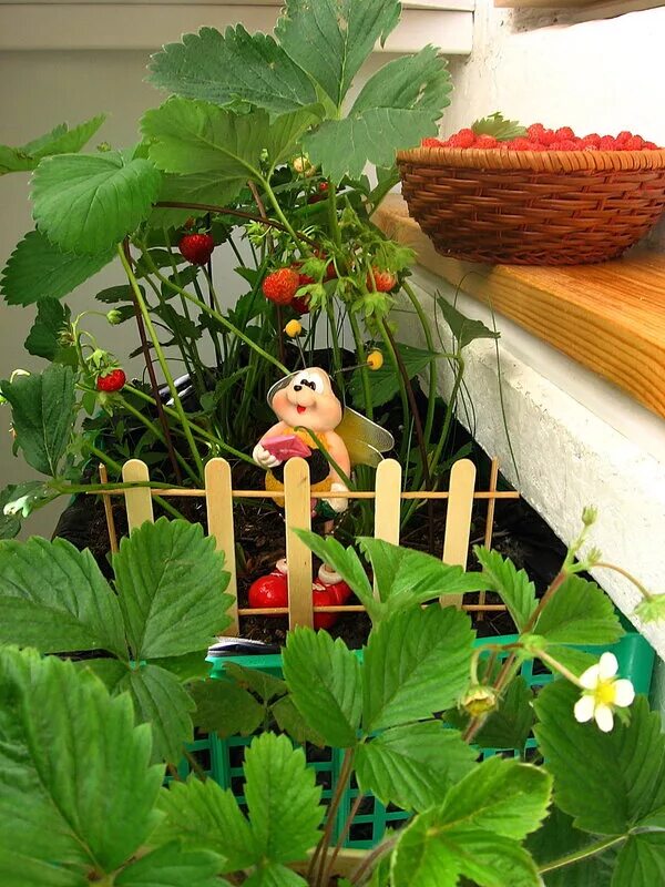 клубника балкон. клубника в горшках. клубника балконно комнатная лесные. земляника ампельная ремонтантная. земляника ампельная.