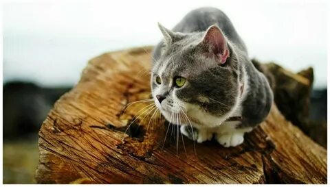 Котики 8