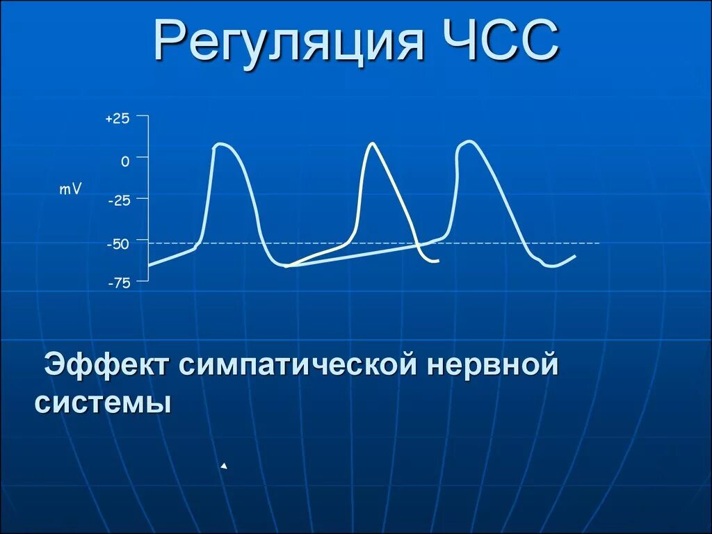 Влияние симпатического отдела. Электрические процессы в сердце. Эффекты симпатической иннервации сердца. Регуляция чсс. Симпатическая и парасимпатическая перетренированность.