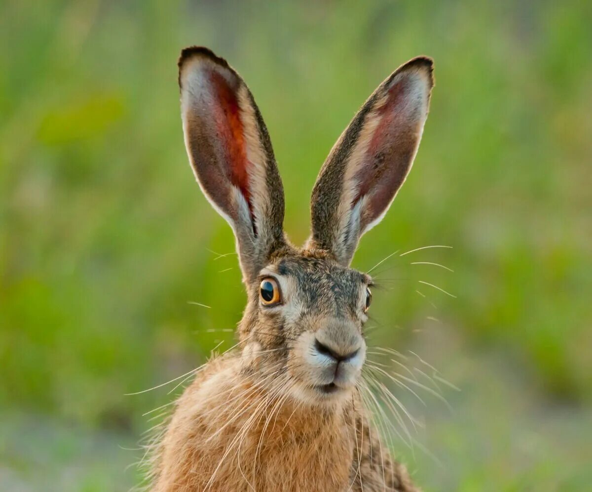 Hare как читается
