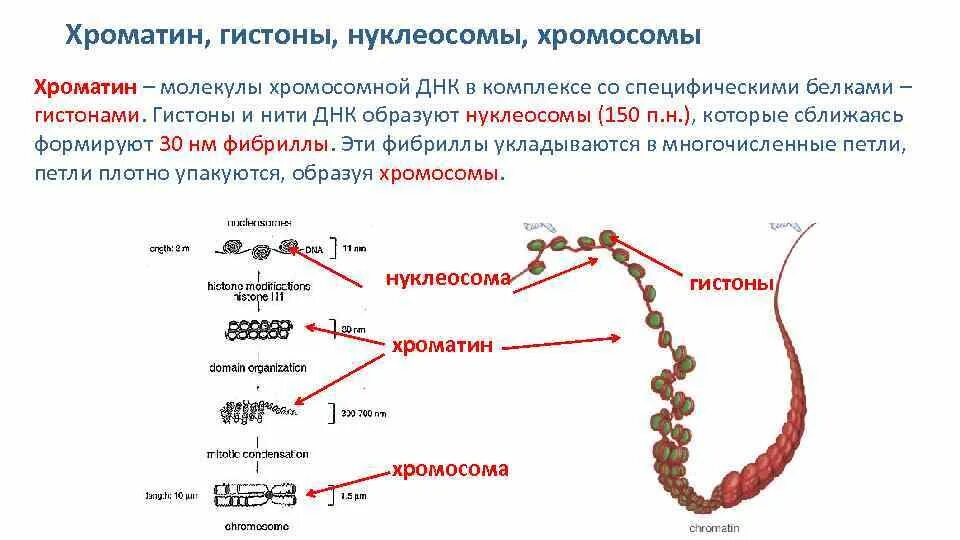 Связана с белками гистонами. Хроматин гистоны. Хромосома строение нуклеосома гистоны. Строение хромосомы гистоны. Хромосомы ДНК +белки гистоны.