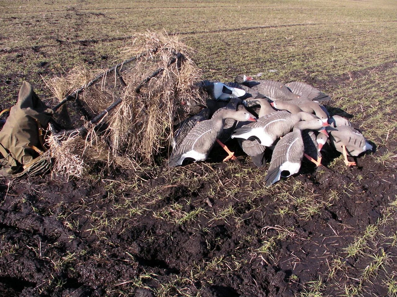 Делавшие замаскированный. Гусиный скрадок. Скрадок для охоты на гуся в поле. Скородок для весенней охоты на гуся на зеленях. Скрадок на весенней гусиной охоте.