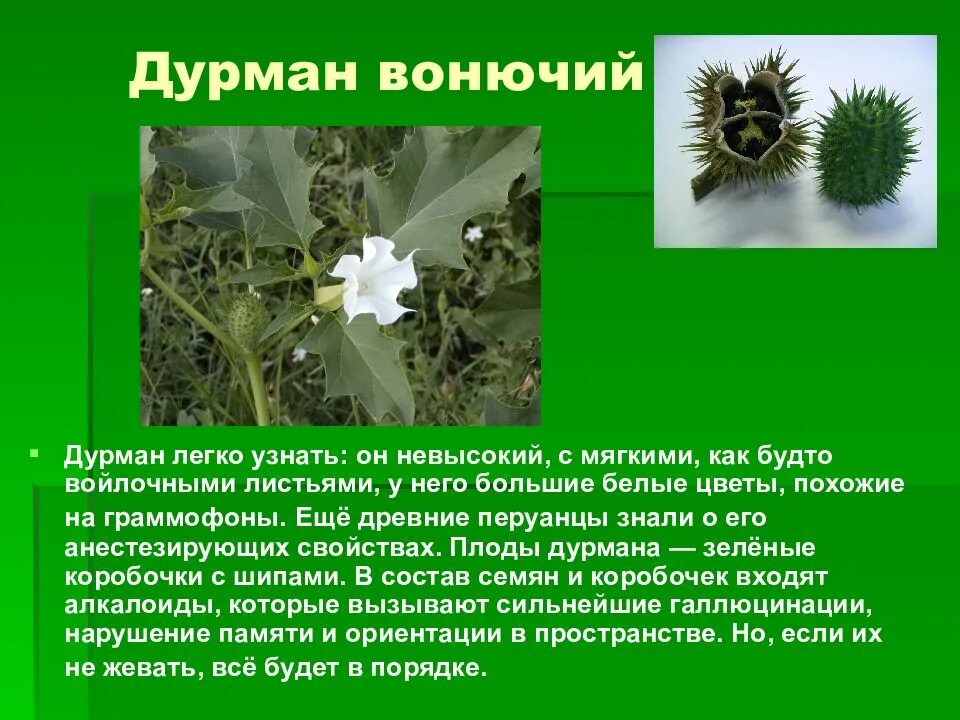 Сообщение о растении крыма